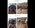 Prelepi pit bull stenci 